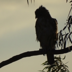 Hieraaetus morphnoides (Little Eagle) at Garran, ACT - 1 Mar 2017 by roymcd