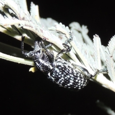 Chrysolopus spectabilis (Botany Bay Weevil) at Pine Island to Point Hut - 2 Mar 2017 by michaelb