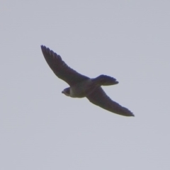 Falco peregrinus (Peregrine Falcon) at Mount Mugga Mugga - 6 Dec 2016 by roymcd