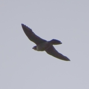 Falco peregrinus at Symonston, ACT - 6 Dec 2016 03:57 PM