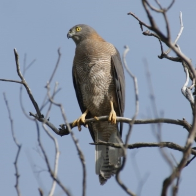 Tachyspiza fasciata (Brown Goshawk) at Symonston, ACT - 30 Sep 2016 by roymcd