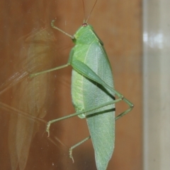 Caedicia simplex (Common Garden Katydid) at Pollinator-friendly garden Conder - 28 Feb 2017 by michaelb