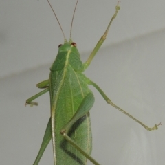 Caedicia simplex at Conder, ACT - 28 Feb 2017 11:17 PM