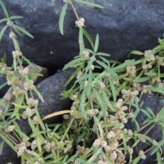 Alternanthera denticulata (Lesser Joyweed) at Point Hut to Tharwa - 25 Feb 2017 by michaelb