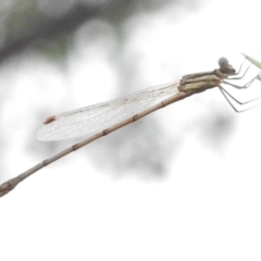 Austrolestes analis (Slender Ringtail) at Wanniassa, ACT - 2 Mar 2017 by JohnBundock