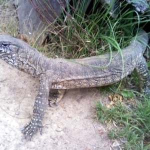 Varanus rosenbergi at Canberra Airport, ACT - 19 Dec 2016