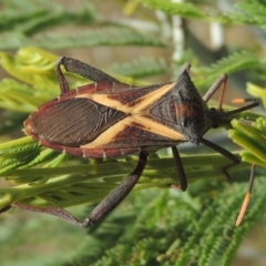 Mictis profana (Crusader Bug) at Point Hut to Tharwa - 26 Feb 2017 by michaelb