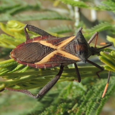 Mictis profana (Crusader Bug) at Point Hut to Tharwa - 26 Feb 2017 by michaelb