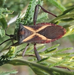 Mictis profana at Paddys River, ACT - 26 Feb 2017 06:10 PM