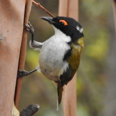 Melithreptus lunatus (White-naped Honeyeater) at Paddys River, ACT - 1 Mar 2017 by JohnBundock