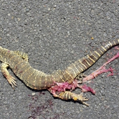 Varanus gouldii (Sand Goanna) at Hall, ACT - 24 Dec 2015 by MichaelMulvaney