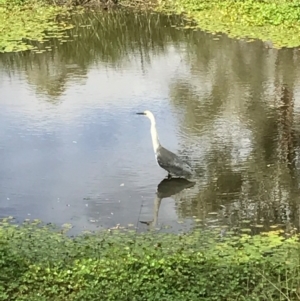 Ardea pacifica at Hackett, ACT - 3 Mar 2017