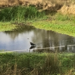 Ardea pacifica at Hackett, ACT - 3 Mar 2017