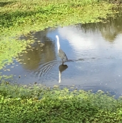 Ardea pacifica at Hackett, ACT - 3 Mar 2017