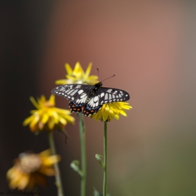 Papilio anactus (Dainty Swallowtail) at ANBG - 3 Mar 2017 by Roger