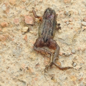 Limnodynastes peronii at Fyshwick, ACT - 3 Mar 2017