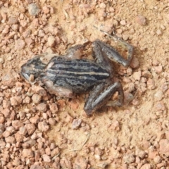 Limnodynastes peronii (Brown-striped Frog) at Fyshwick, ACT - 3 Mar 2017 by Qwerty