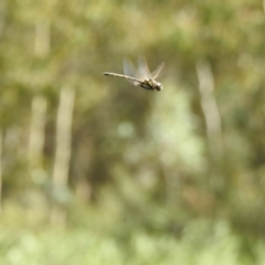 Hemicordulia tau (Tau Emerald) at Paddys River, ACT - 1 Mar 2017 by Qwerty