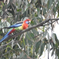 Platycercus elegans x eximius (hybrid) (Crimson x Eastern Rosella (hybrid)) at Wanniassa Hill - 29 Oct 2016 by RyuCallaway