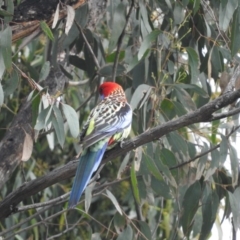 Platycercus elegans x eximius (hybrid) at Fadden, ACT - 30 Oct 2016