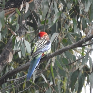 Platycercus elegans x eximius (hybrid) at Fadden, ACT - 30 Oct 2016 08:56 AM