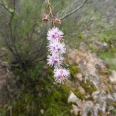 Kunzea parvifolia (Violet Kunzea) at Wanniassa Hill - 29 Oct 2016 by RyuCallaway