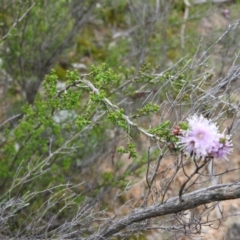 Kunzea parvifolia at Fadden, ACT - 30 Oct 2016 09:16 AM