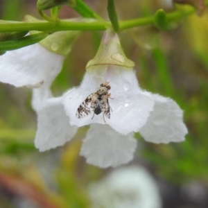 Tephritidae sp. (family) at Fadden, ACT - 30 Oct 2016