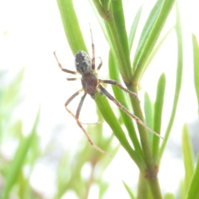 Hortophora transmarina (Garden Orb Weaver) at Wanniassa Hill - 29 Oct 2016 by RyuCallaway