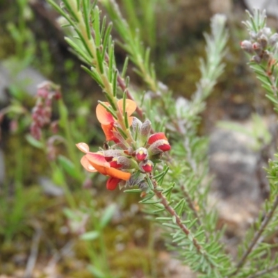 Dillwynia sericea (Egg And Bacon Peas) at Fadden, ACT - 30 Oct 2016 by ArcherCallaway