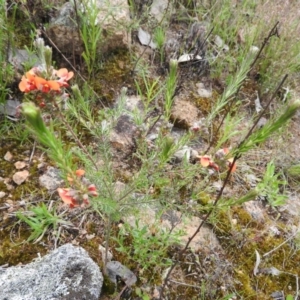 Dillwynia sericea at Fadden, ACT - 30 Oct 2016