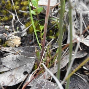 Thelymitra sp. at Fadden, ACT - 30 Oct 2016