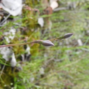 Thelymitra sp. at Fadden, ACT - 30 Oct 2016