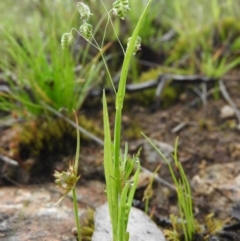 Briza maxima (Quaking Grass, Blowfly Grass) at Fadden, ACT - 30 Oct 2016 by ArcherCallaway