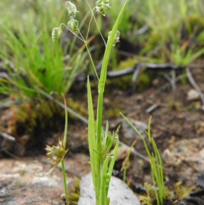 Briza maxima (Quaking Grass, Blowfly Grass) at Wanniassa Hill - 29 Oct 2016 by RyuCallaway