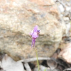 Linaria pelisseriana (Pelisser's Toadflax) at Fadden, ACT - 30 Oct 2016 by RyuCallaway