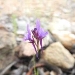 Linaria pelisseriana at Fadden, ACT - 30 Oct 2016