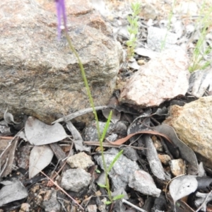 Linaria pelisseriana at Fadden, ACT - 30 Oct 2016