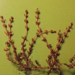 Myriophyllum verrucosum (Red Water-milfoil) at Pine Island to Point Hut - 27 Feb 2017 by michaelb