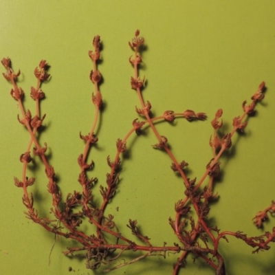Myriophyllum verrucosum (Red Water-milfoil) at Greenway, ACT - 28 Feb 2017 by MichaelBedingfield