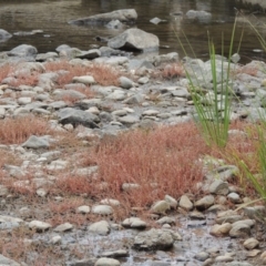 Myriophyllum verrucosum (Red Water-milfoil) at Paddys River, ACT - 2 Mar 2017 by michaelb