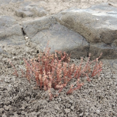 Myriophyllum verrucosum (Red Water-milfoil) at Pine Island to Point Hut - 2 Mar 2017 by michaelb