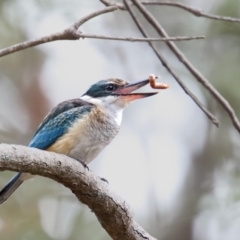 Todiramphus sanctus (Sacred Kingfisher) at Ben Boyd National Park - 28 Feb 2017 by Leo