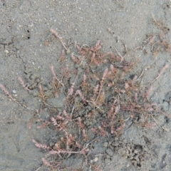 Myriophyllum verrucosum (Red Water-milfoil) at Pine Island to Point Hut - 2 Mar 2017 by michaelb