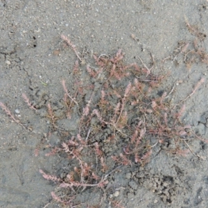 Myriophyllum verrucosum at Pine Island to Point Hut - 2 Mar 2017