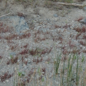 Myriophyllum verrucosum at Paddys River, ACT - 2 Mar 2017