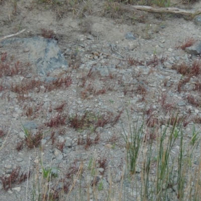 Myriophyllum verrucosum (Red Water-milfoil) at Pine Island to Point Hut - 2 Mar 2017 by michaelb