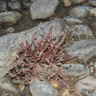 Myriophyllum verrucosum (Red Water-milfoil) at Pine Island to Point Hut - 2 Mar 2017 by michaelb