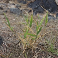 Isachne globosa (Swamp Millet) at Paddys River, ACT - 2 Mar 2017 by MichaelBedingfield