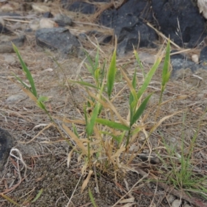 Isachne globosa at Paddys River, ACT - 2 Mar 2017